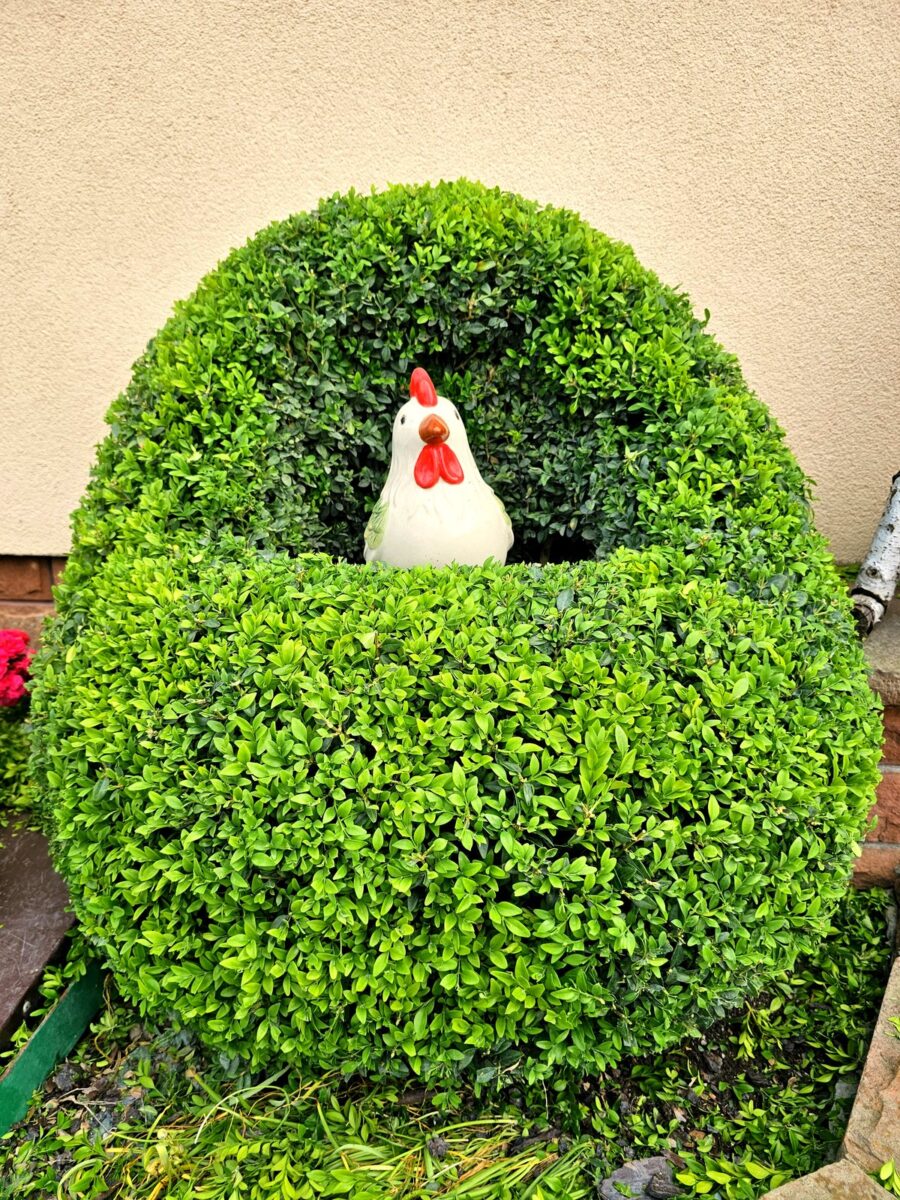 Bukszpan uformowany w bryłę z wnęką, w środku ceramiczna figurka kury