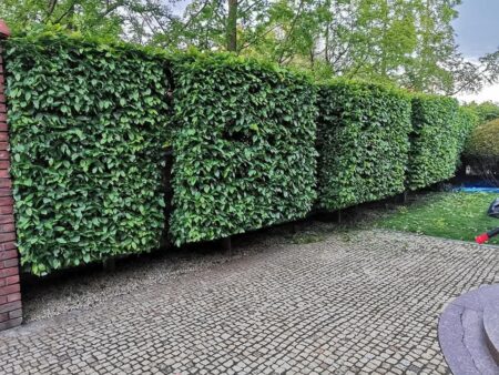 Realizacja Zielony Fryzjer: uformowane rośliny i zadbany ogród, zdjęcie 203