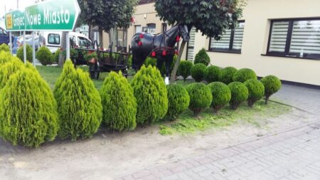 Realizacja Zielony Fryzjer: uformowane rośliny i zadbany ogród, zdjęcie 206