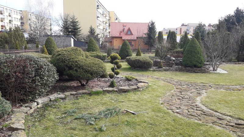 Realizacja Zielony Fryzjer: uformowane rośliny i zadbany ogród, zdjęcie 209