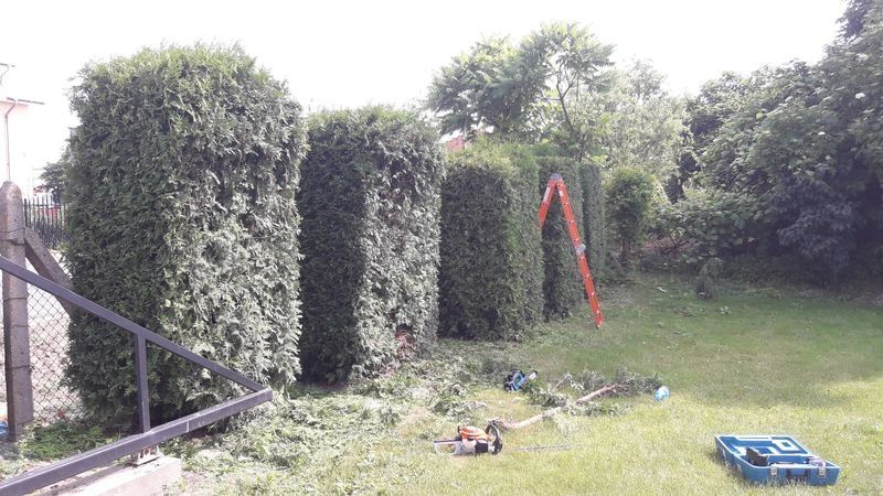 Realizacja Zielony Fryzjer: uformowane rośliny i zadbany ogród, zdjęcie 224