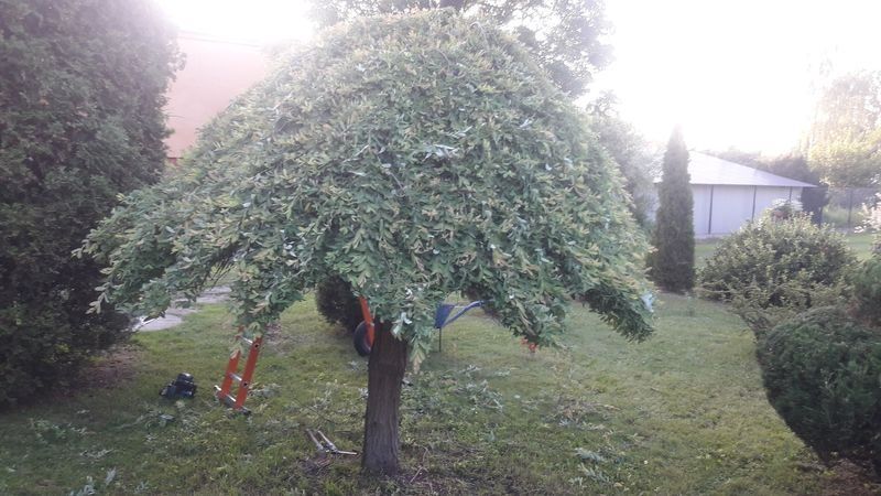 Realizacja Zielony Fryzjer: uformowane rośliny i zadbany ogród, zdjęcie 227