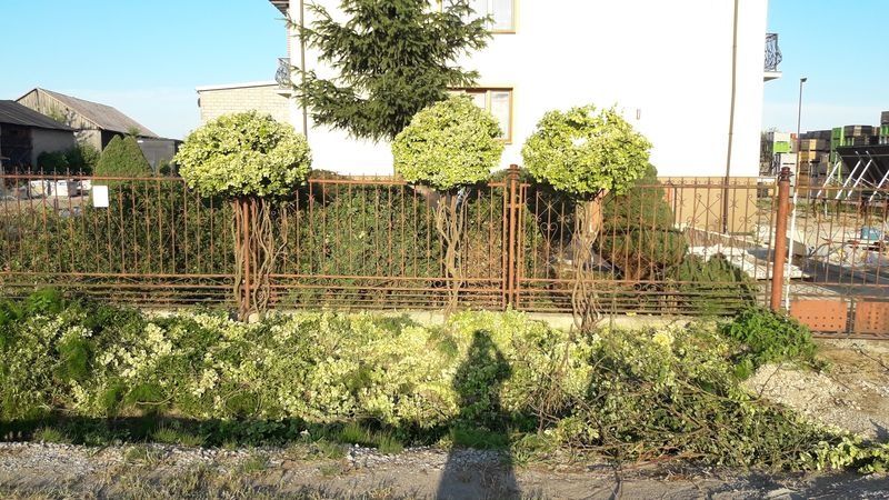 Realizacja Zielony Fryzjer: uformowane rośliny i zadbany ogród, zdjęcie 228