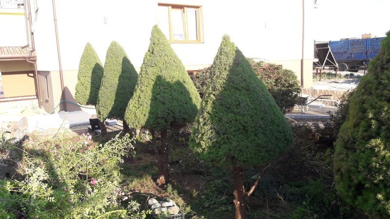 Realizacja Zielony Fryzjer: uformowane rośliny i zadbany ogród, zdjęcie 229