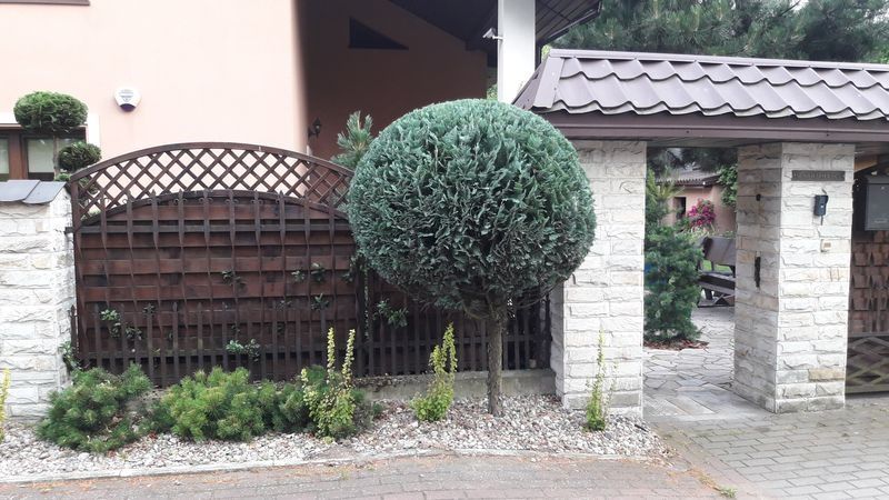 Realizacja Zielony Fryzjer: uformowane rośliny i zadbany ogród, zdjęcie 233