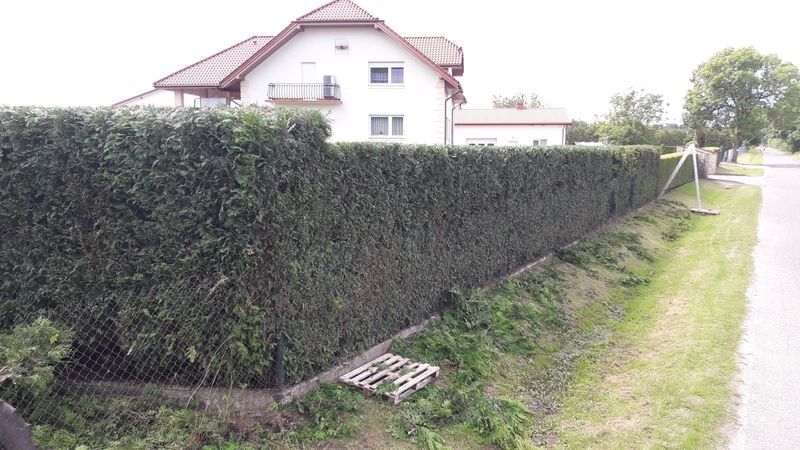 Realizacja Zielony Fryzjer: uformowane rośliny i zadbany ogród, zdjęcie 249