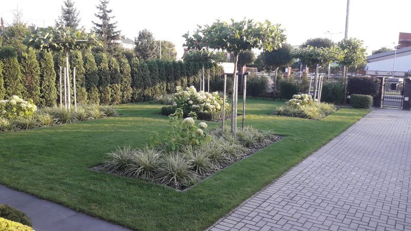 Realizacja Zielony Fryzjer: uformowane rośliny i zadbany ogród, zdjęcie 254