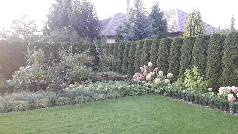 Realizacja Zielony Fryzjer: uformowane rośliny i zadbany ogród, zdjęcie 257