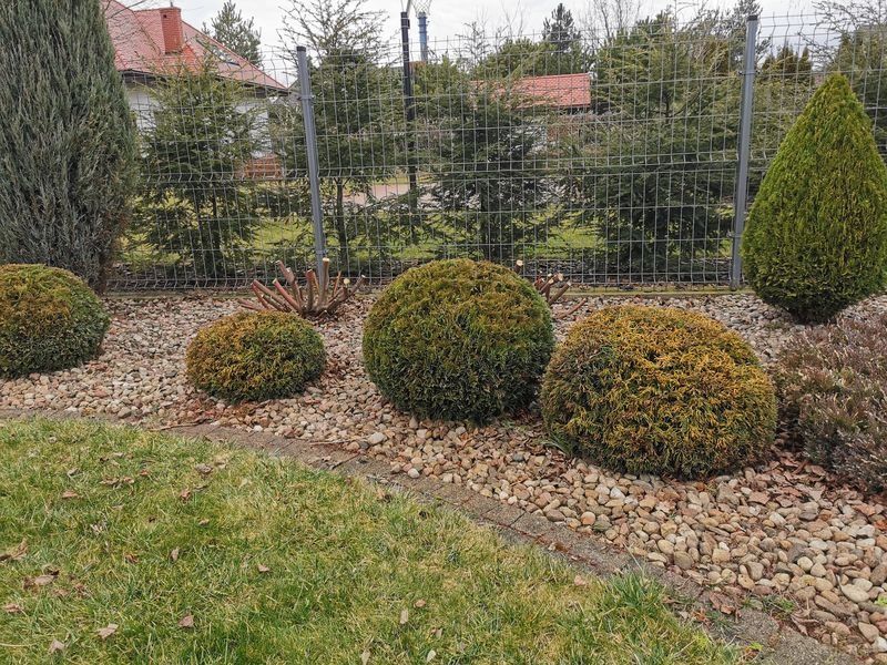 Realizacja Zielony Fryzjer: uformowane rośliny i zadbany ogród, zdjęcie 262