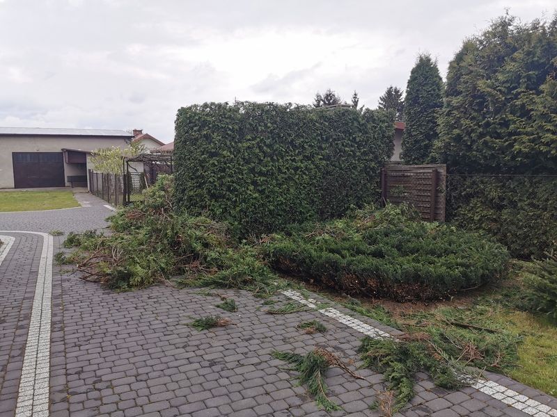 Realizacja Zielony Fryzjer: uformowane rośliny i zadbany ogród, zdjęcie 273