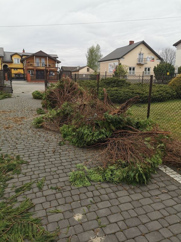Realizacja Zielony Fryzjer: uformowane rośliny i zadbany ogród, zdjęcie 274