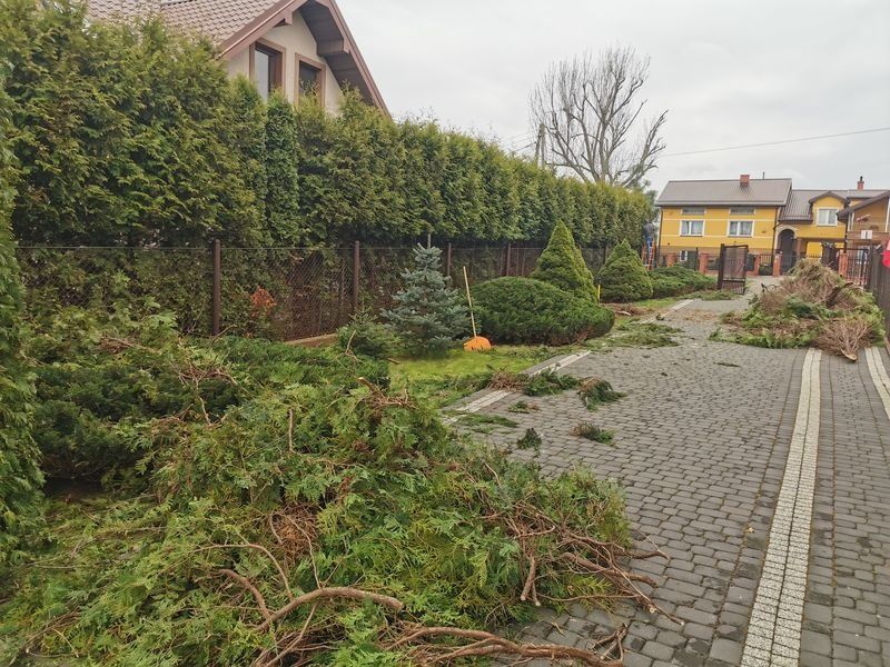 Realizacja Zielony Fryzjer: uformowane rośliny i zadbany ogród, zdjęcie 276