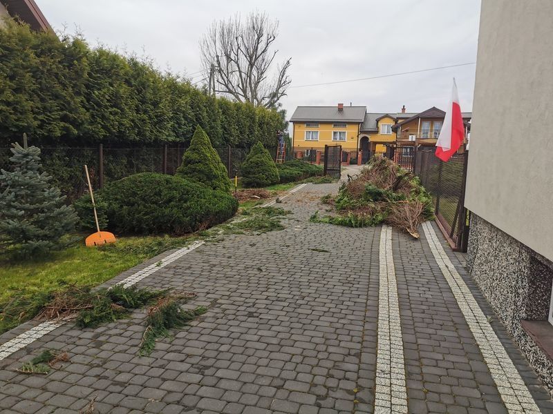 Realizacja Zielony Fryzjer: uformowane rośliny i zadbany ogród, zdjęcie 277
