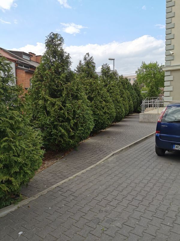 Realizacja Zielony Fryzjer: uformowane rośliny i zadbany ogród, zdjęcie 279