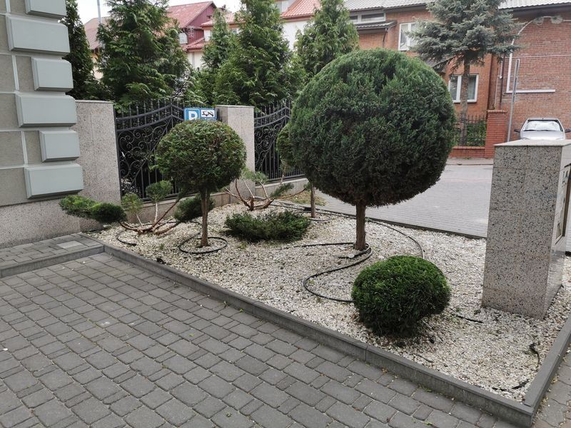 Realizacja Zielony Fryzjer: uformowane rośliny i zadbany ogród, zdjęcie 282
