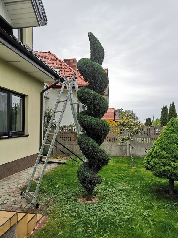 Realizacja Zielony Fryzjer: uformowane rośliny i zadbany ogród, zdjęcie 292