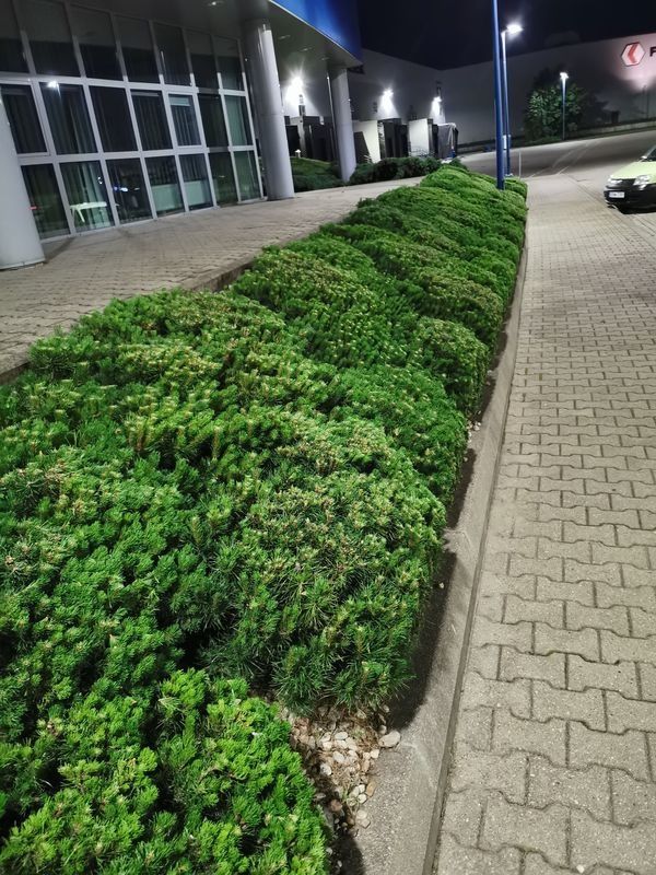 Realizacja Zielony Fryzjer: uformowane rośliny i zadbany ogród, zdjęcie 329