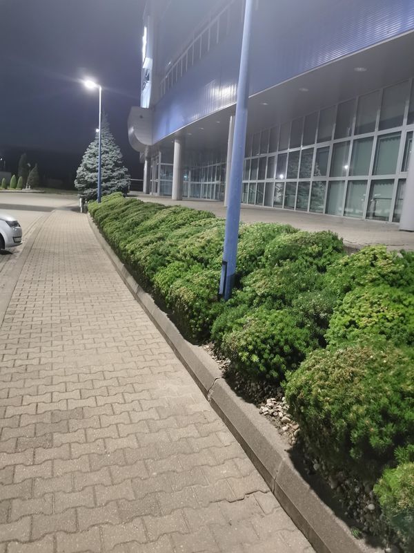 Realizacja Zielony Fryzjer: uformowane rośliny i zadbany ogród, zdjęcie 331