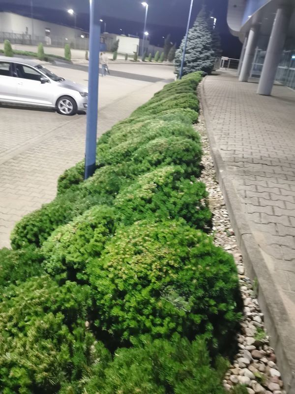 Realizacja Zielony Fryzjer: uformowane rośliny i zadbany ogród, zdjęcie 332