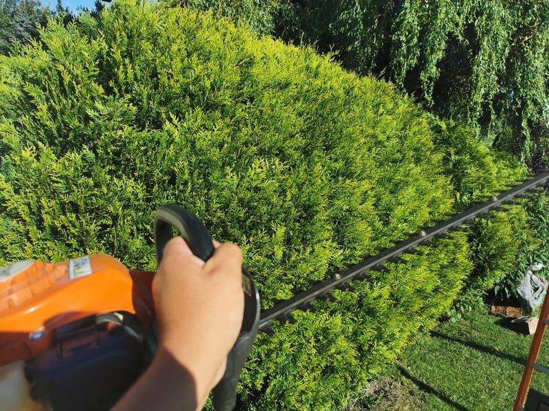 Realizacja Zielony Fryzjer: uformowane rośliny i zadbany ogród, zdjęcie 342