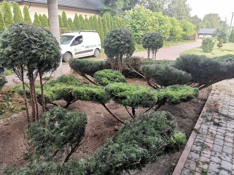 Realizacja Zielony Fryzjer: uformowane rośliny i zadbany ogród, zdjęcie 347
