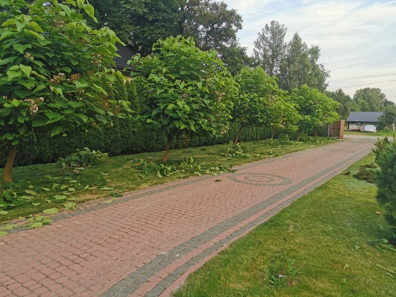 Realizacja Zielony Fryzjer: uformowane rośliny i zadbany ogród, zdjęcie 348
