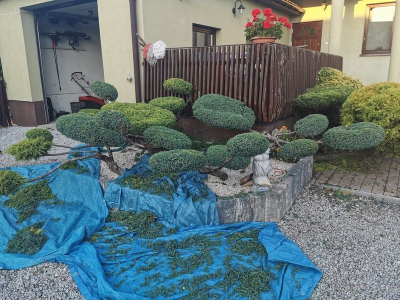 Realizacja Zielony Fryzjer: uformowane rośliny i zadbany ogród, zdjęcie 350