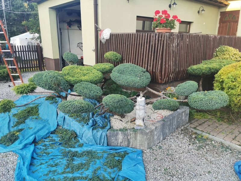 Realizacja Zielony Fryzjer: uformowane rośliny i zadbany ogród, zdjęcie 351
