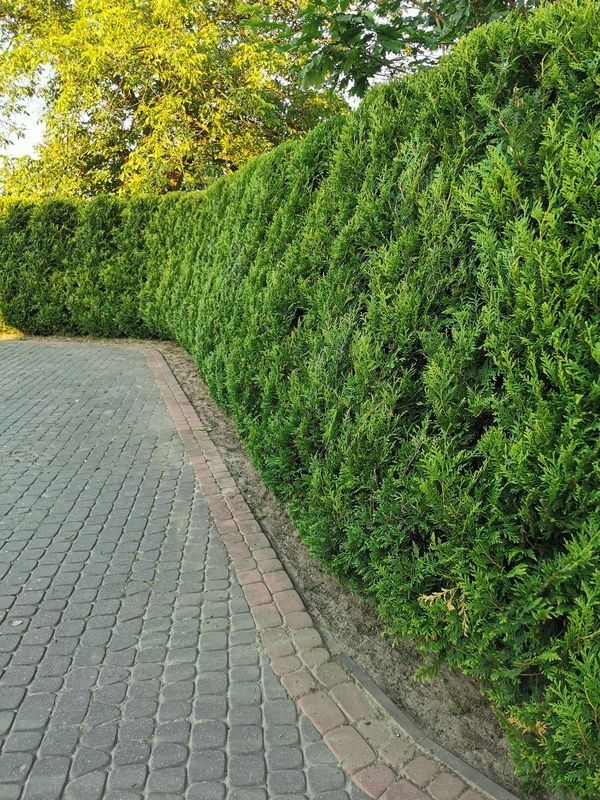 Realizacja Zielony Fryzjer: uformowane rośliny i zadbany ogród, zdjęcie 362