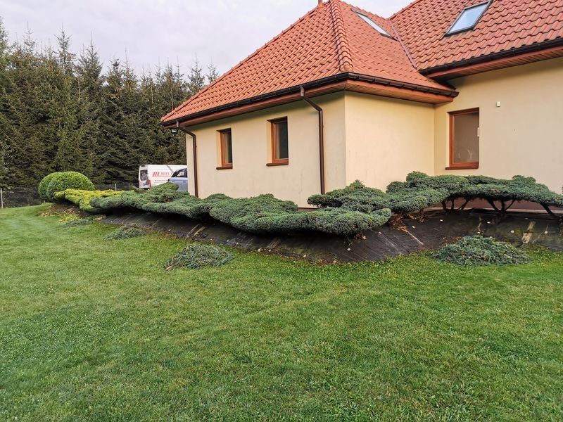 Realizacja Zielony Fryzjer: uformowane rośliny i zadbany ogród, zdjęcie 366