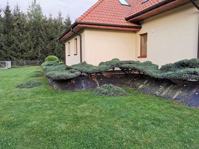 Realizacja Zielony Fryzjer: uformowane rośliny i zadbany ogród, zdjęcie 367