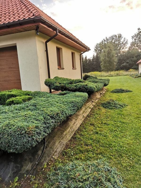 Realizacja Zielony Fryzjer: uformowane rośliny i zadbany ogród, zdjęcie 369