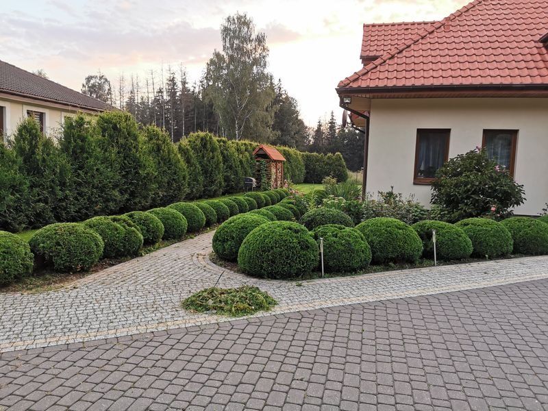 Realizacja Zielony Fryzjer: uformowane rośliny i zadbany ogród, zdjęcie 371